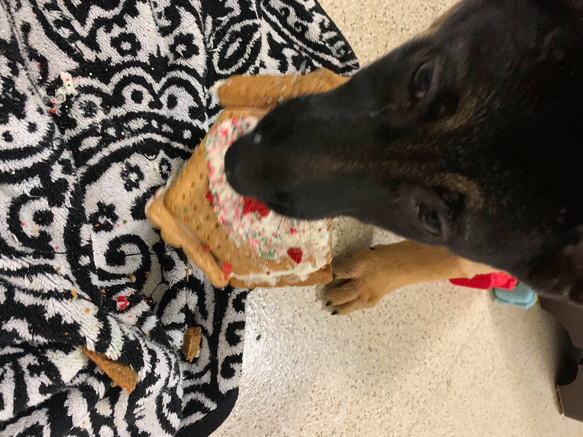 Athena joined the competition — help win amazing prizes! art, canidae, carnivore, collar, companion_dog, dog, dog_breed, dog_collar, fashion_accessory, fawn, fur, guard_dog, motif, pattern, snout, sporting_group, visual_arts, whiskers, working_animal, working_dog