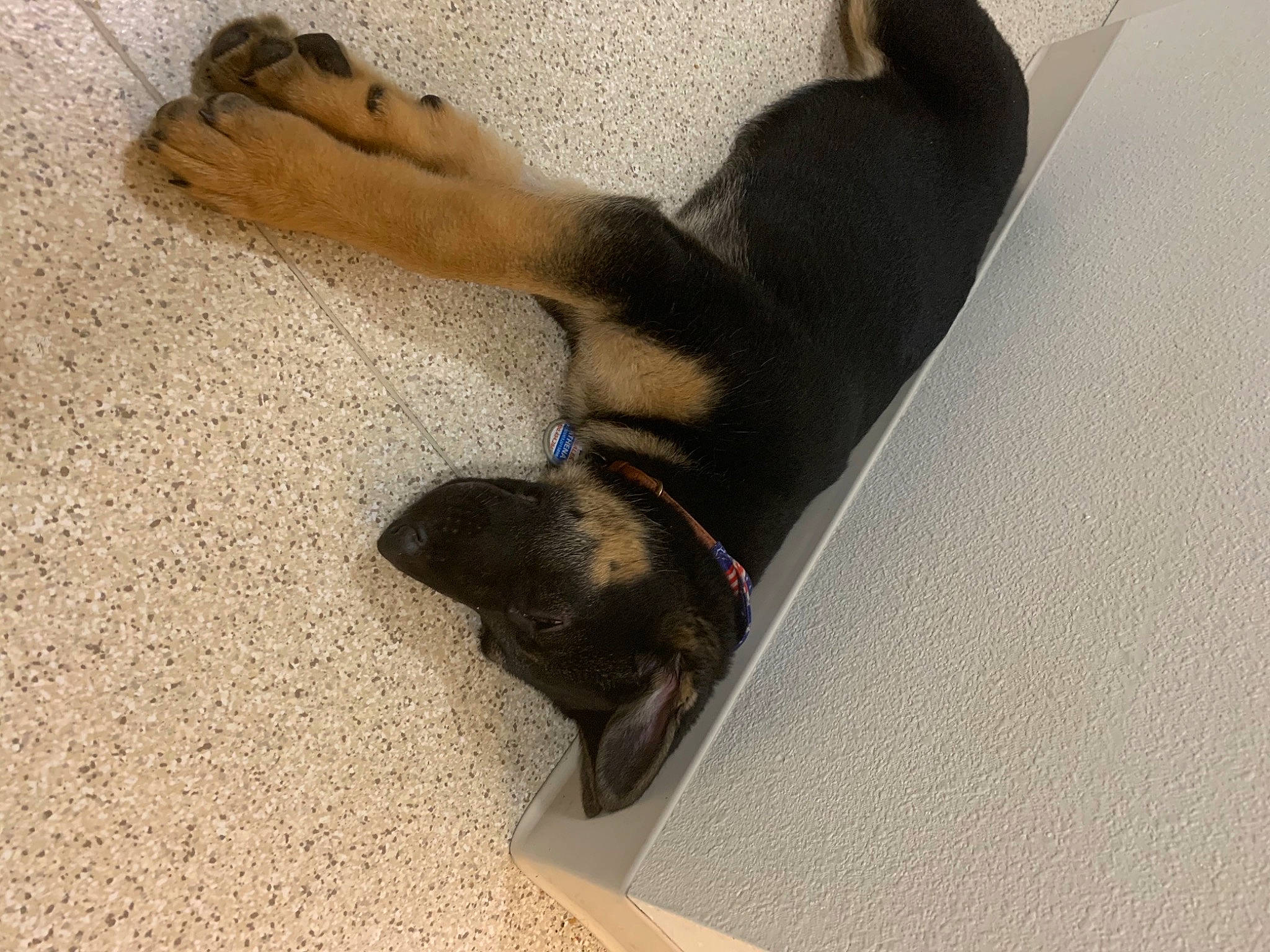 Athena joined the competition — help win amazing prizes! carnivore, cat, comfort, companion_dog, dog, dog_breed, fawn, felidae, floor, flooring, foot, grey, hardwood, human_leg, paw, snout, tail, thigh, toe, wood