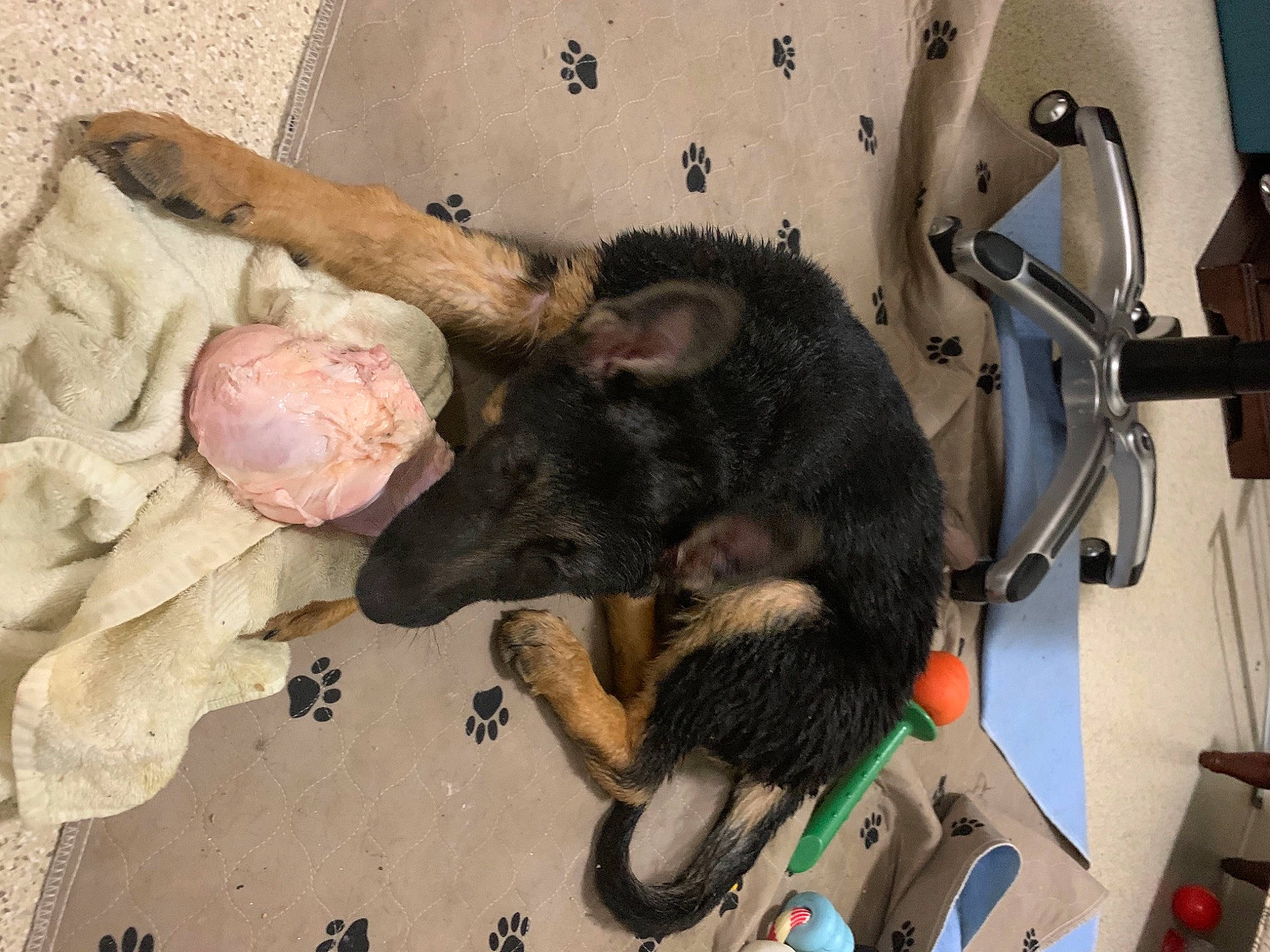 Athena is registered to the contest to win money with this photo: canidae, carnivore, comfort, companion_dog, dog, dog_breed, fawn, felidae, fur, marsupial, sporting_group, tail, wood, working_animal