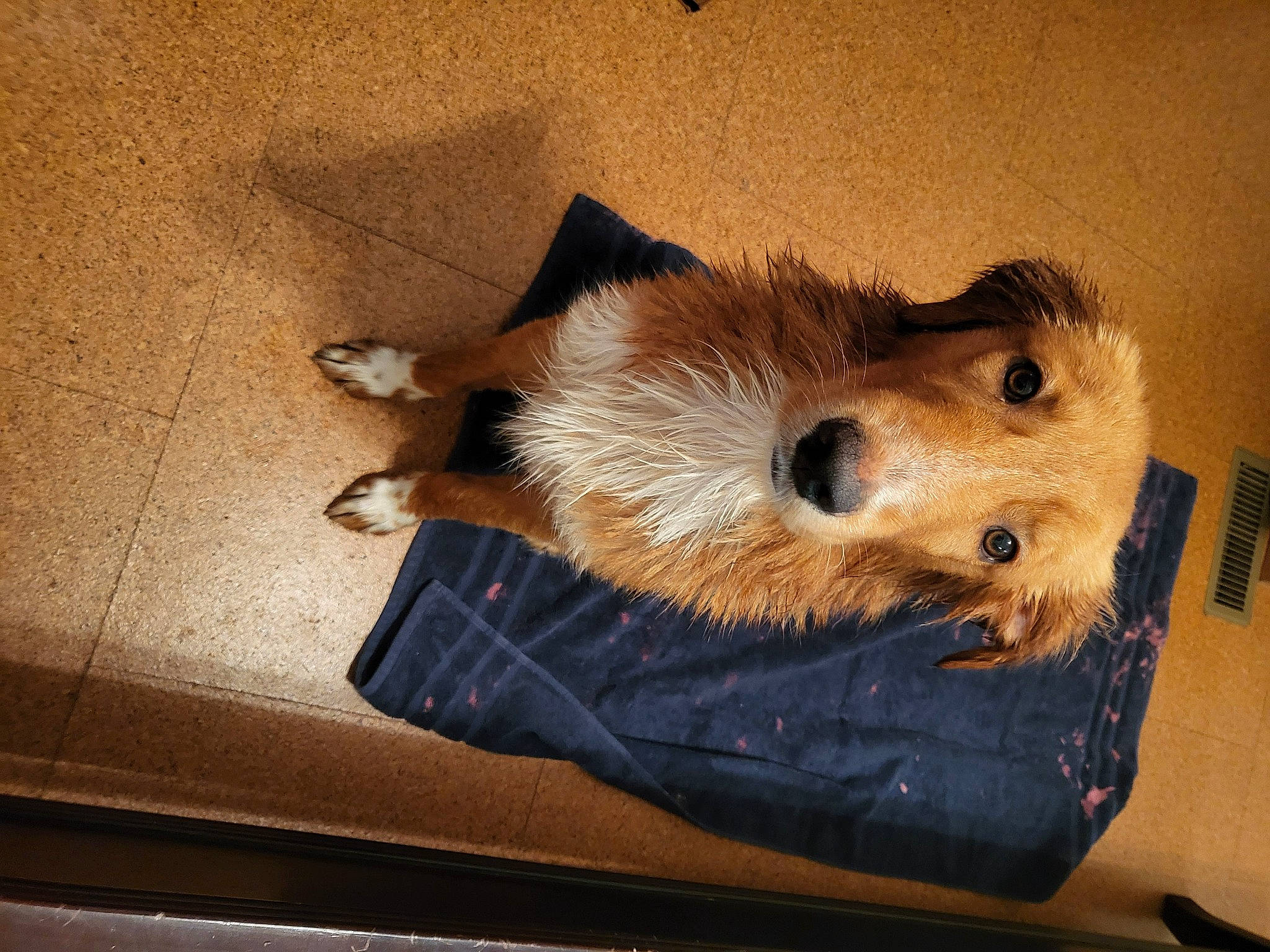 Roland joined the competition — help win amazing prizes! canidae, carnivore, companion_dog, dog, dog_breed, flooring, fur, hardwood, small_terrier, sporting_group, terrestrial_animal, toy, whiskers, wood, working_animal