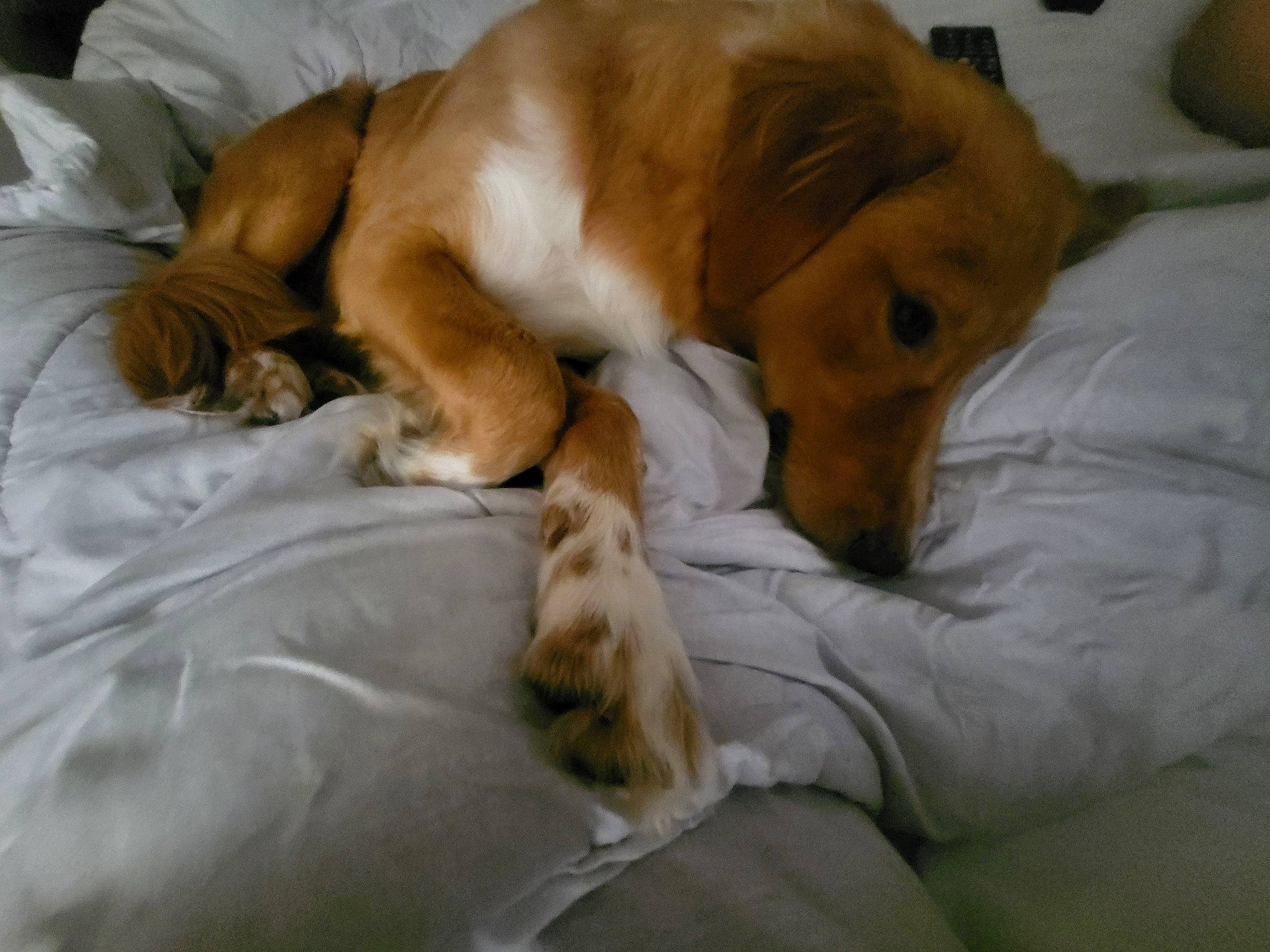 Roland joined the competition — help win amazing prizes! bed, carnivore, comfort, companion_dog, dog, dog_breed, dog_supply, dog_toy, fawn, flooring, fur, linens, paw, retriever, sporting_group, terrestrial_animal, whiskers, working_animal