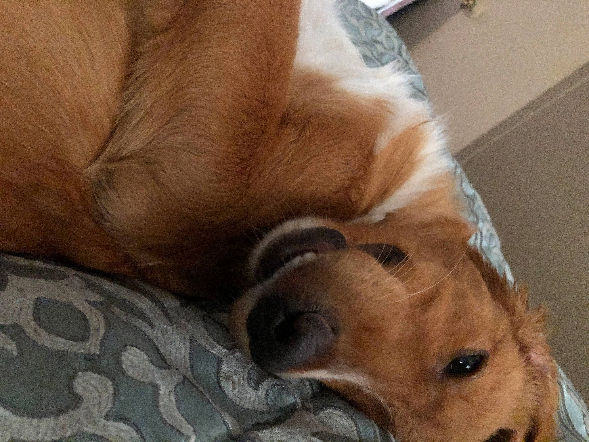 Roland is registered to the contest to win money with this photo: canidae, carnivore, collar, comfort, companion_dog, dog, dog_breed, dog_supply, ear, fawn, fur, liver, paw, pet_supply, puppy_love, retriever, sporting_group, tail, whiskers, working_animal