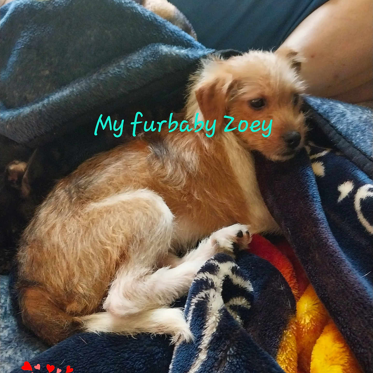 Zoey Anne