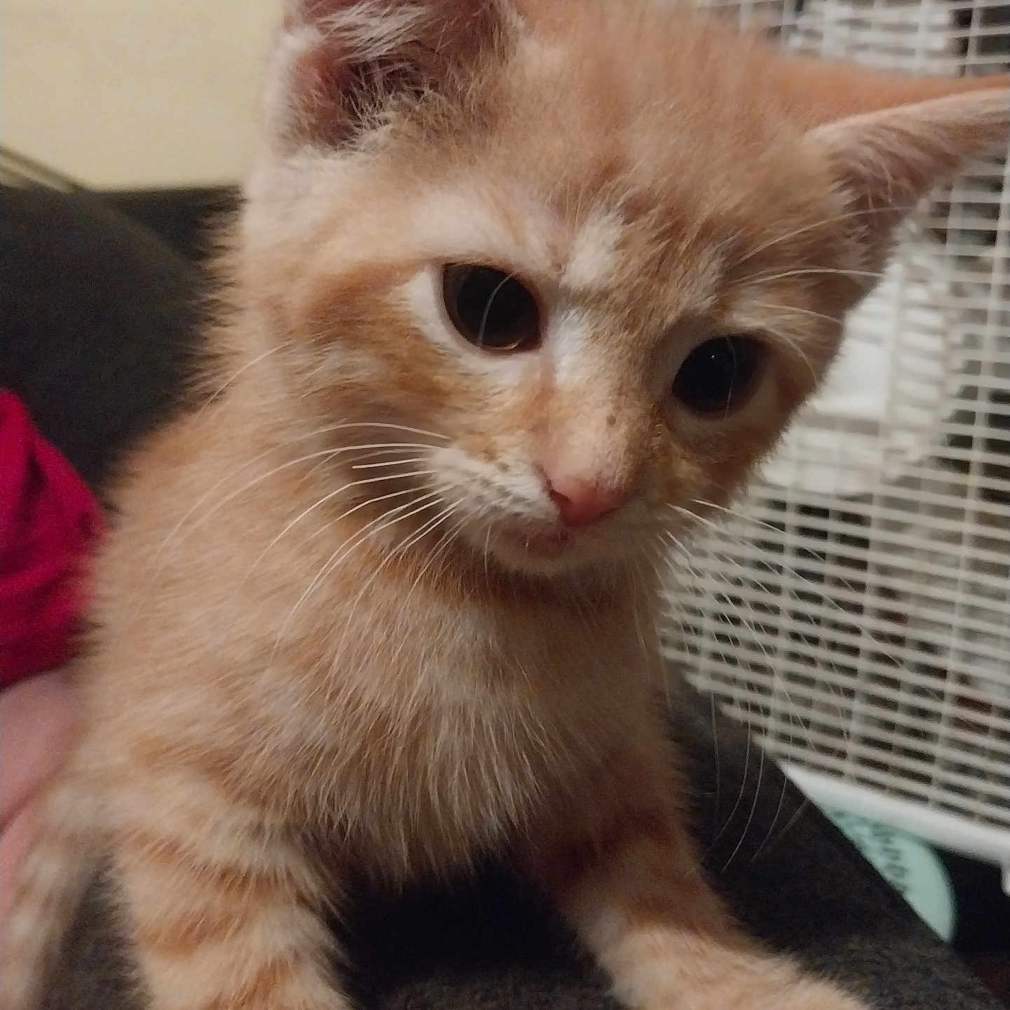 Rosey May joined the competition — help win amazing prizes! abyssinian, animal, cat, den, indoors, kitten, manx, pet, siamese