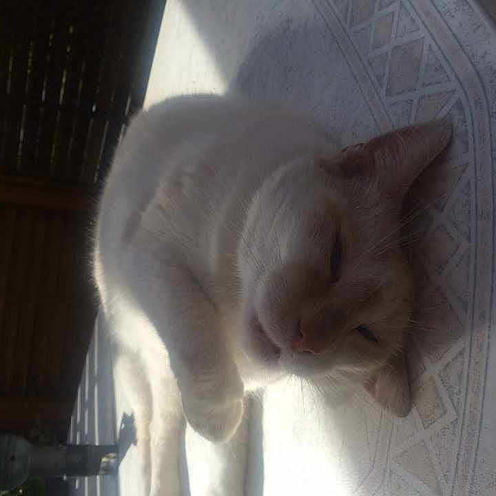 Boudu
