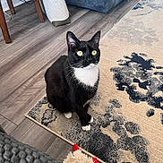 Coco joined the competition — help win amazing prizes! cat, tuxedo_cat, indoor, rug, floor, toy, furniture, couch, wooden_floor, pet, animal, curious, green_eyes, black_and_white, domestic_cat, sitting, cozy, home, playful, looking_up