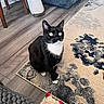 cat, tuxedo_cat, indoor, rug, floor, toy, furniture, couch, wooden_floor, pet, animal, curious, green_eyes, black_and_white, domestic_cat, sitting, cozy, home, playful, looking_up