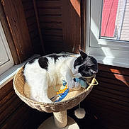Leo is registered to the contest to win money with this photo: cat, black_and_white_cat, pet, indoor, basket, window, sunlight, toy, mouse_toy, wooden_wall, relaxing, playful, feline, scratching_post, sunbeam, cozy, domestic_cat, resting, animal, cute