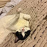 Leo joined the competition — help win amazing prizes! cat, black_and_white_cat, pet, indoor, blanket, cozy, feline, whiskers, paw, lying_down, cute, curious, soft, fur, relaxed, bedroom, knitted_blanket, domestic_animal, playful, green_eyes