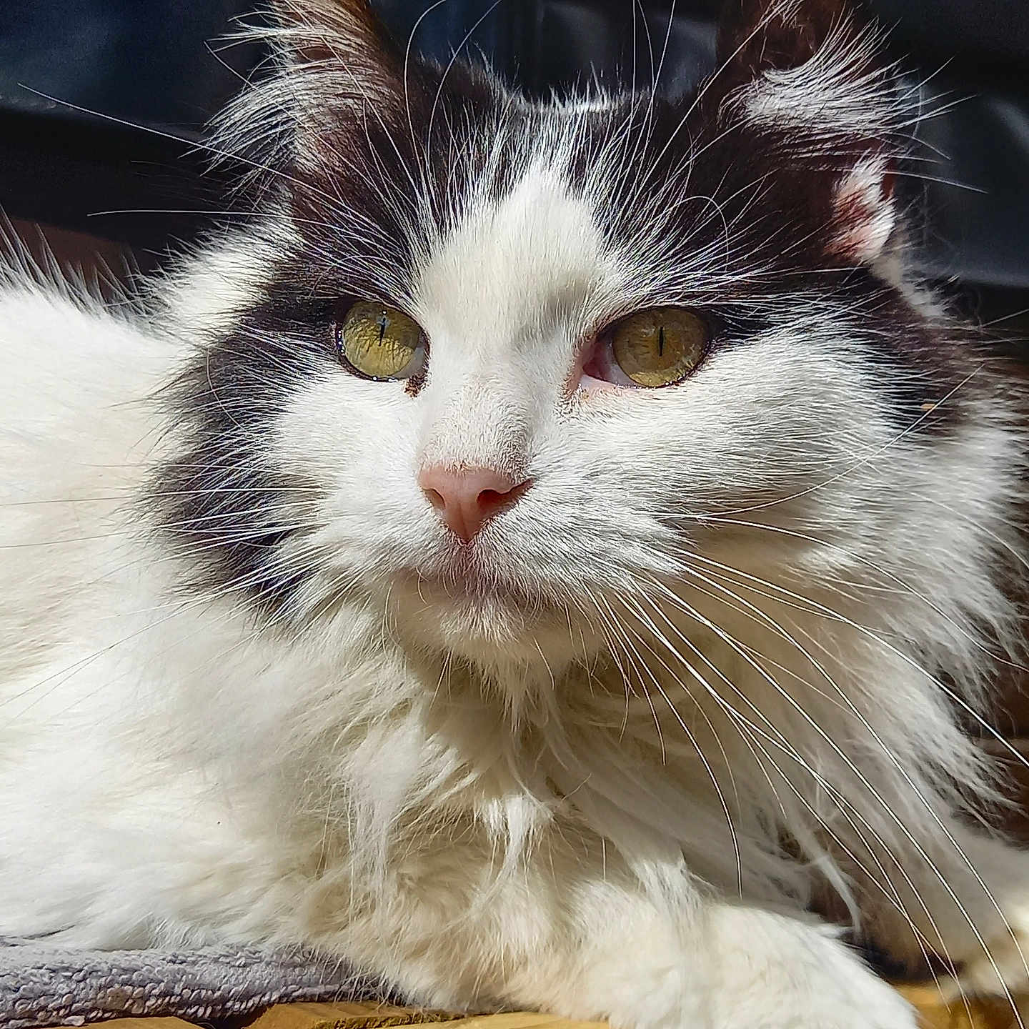 Touf a rejoint le concours — aidez-le/la à gagner de superbes lots ! abyssinian, angora, animal, cat, hardwood, kitten, manx, pet, plywood, siamese, wood