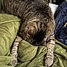 Chance is registered to the contest to win money with this photo: cat, tabby_cat, sleeping, resting, furry, striped, pet, animal, paws, blanket, green_blanket, cozy, indoors, bed, laundry, headphones, relaxed, curled_up, closeup, funny_pose