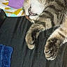 cat, tabby, sleeping, lying_down, upside_down, paws, whiskers, fur, striped_fur, close_up, pet, indoors, bedding, blanket, fabric, purple_note, colorful, relaxed, funny_pose, animal