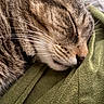 Chance joined the competition — help win amazing prizes! cat, tabby, sleeping, sleepy, pet, animal, feline, whiskers, fur, striped, brown, gray, nose, closed_eyes, cozy, blanket, green, indoors, closeup, relaxed
