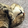 cat, tabby, feline, pet, sleeping, relaxed, upside_down, lying_down, whiskers, paws, fur, striped, brown, gray, close_up, portrait, couch, indoor, cozy, nap