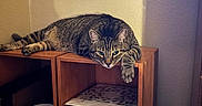 Chance joined the competition — help win amazing prizes! cat, tabby, pet, animal, feline, striped_fur, green_eyes, lying_down, paws, whiskers, draped_paw, wooden_shelf, bookcase, indoor, home, furniture, boxes, papers, storage, portrait