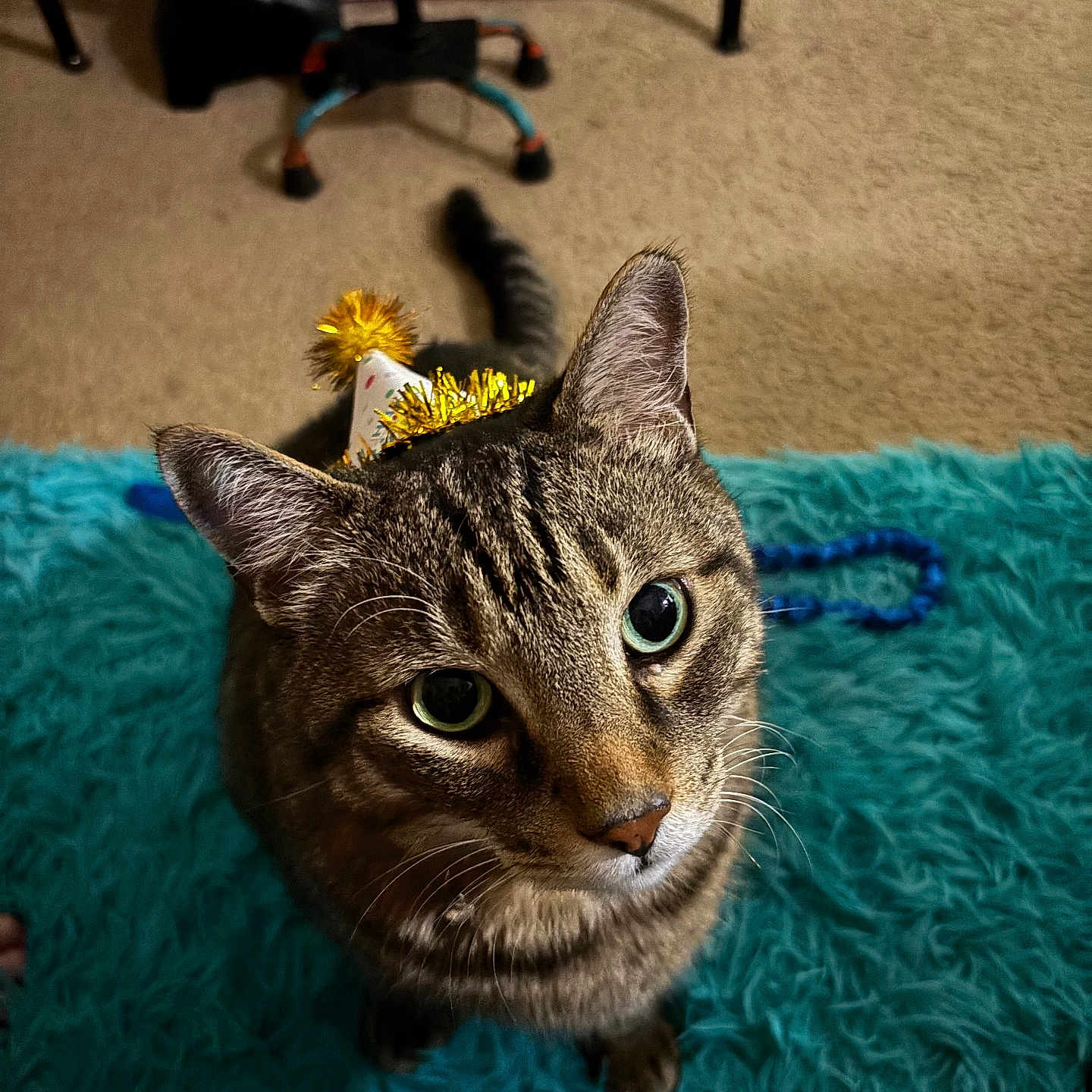 Chance joined the competition — help win amazing prizes! cat, tabby, pet, birthday_hat, party, gold_tinsel, blue_rug, indoors, portrait, close_up, whiskers, green_eyes, ears, feline, striped_fur, sitting, carpet, toys, storage_rack, funny