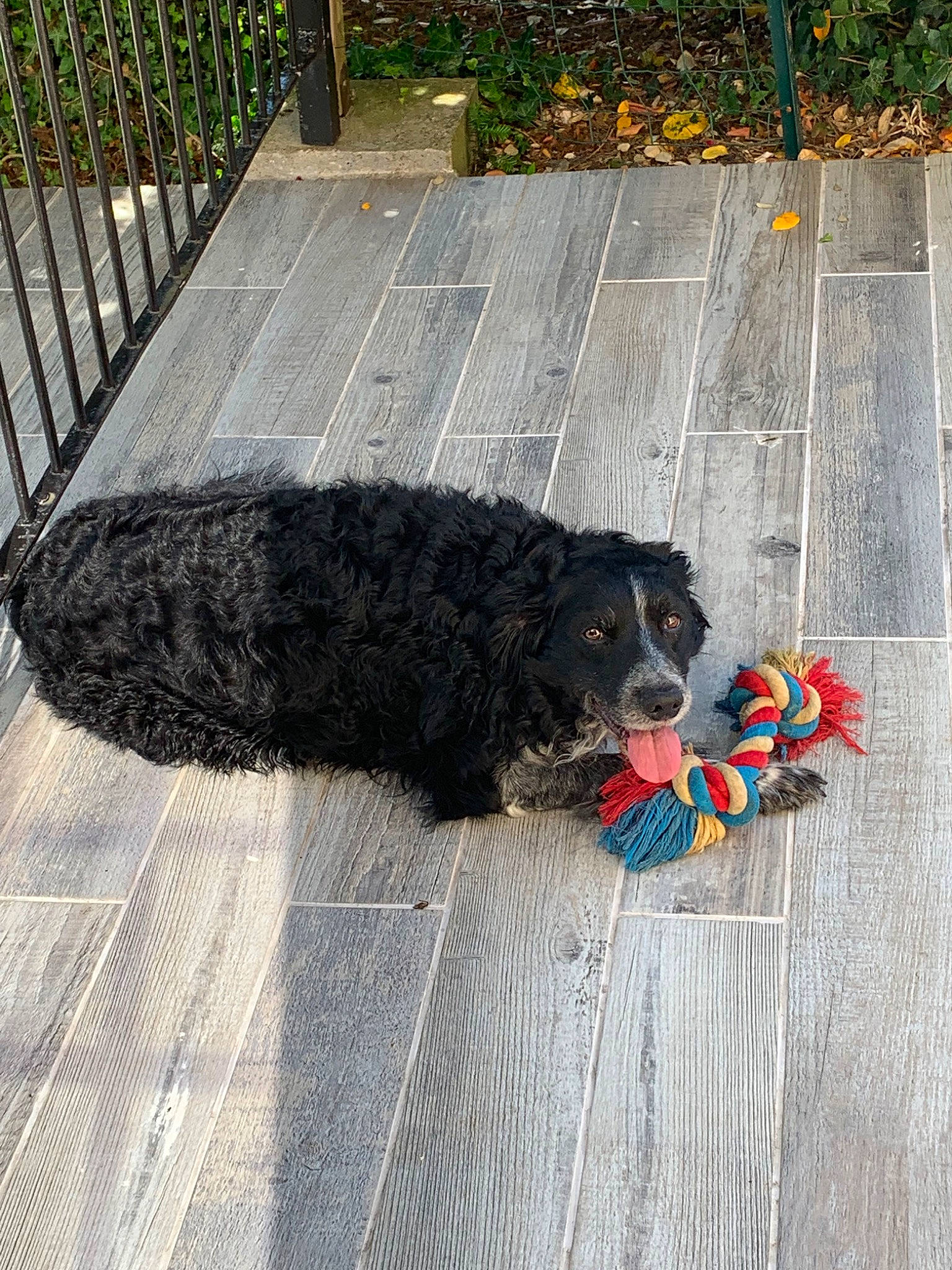 Eros participe au concours pour gagner de l'argent avec cette photo : bernese_mountain_dog, canidae, carnivore, cavapoo, cockapoo, companion_dog, dog, dog_breed, sporting_group