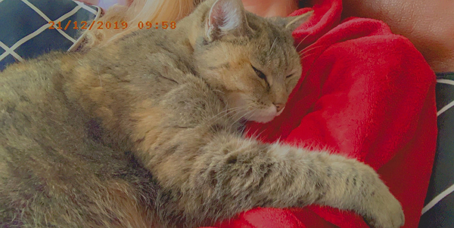 Calinette participe au concours pour gagner de l'argent avec cette photo : asian, australian_mist, british_semi_longhair, carnivore, cat, claw, domestic_short_haired_cat, european_shorthair, felidae, fur, kitten, mammal, nap, nebelung, paw, small_to_medium_sized_cats, snout, tabby_cat, vertebrate, whiskers