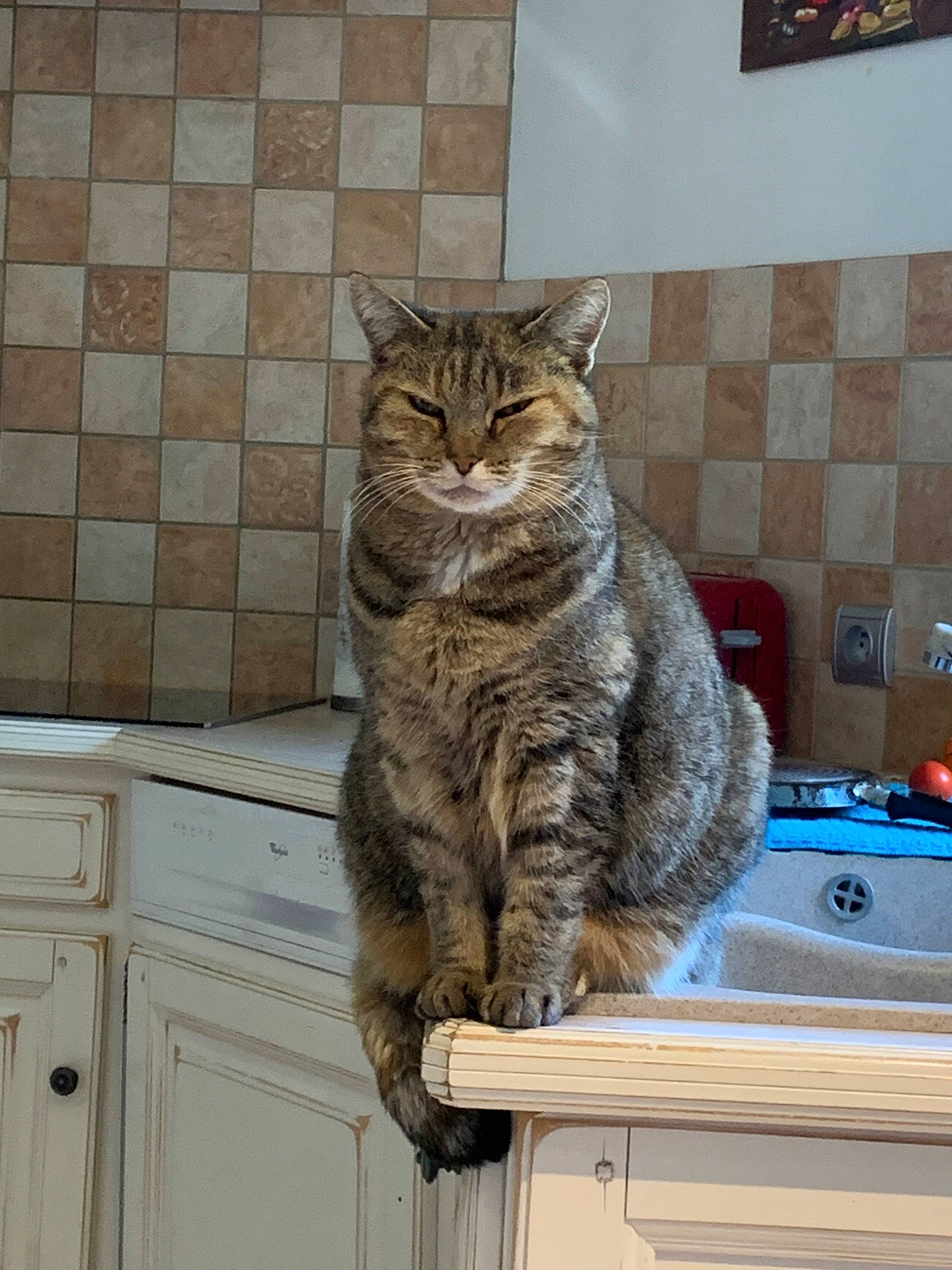 Calinette participe au concours pour gagner de l'argent avec cette photo : aegean_cat, american_shorthair, asian, australian_mist, california_spangled, carnivore, cat, domestic_short_haired_cat, dragon_li, european_shorthair, felidae, mammal, ocicat, pixie_bob, polydactyl_cat, small_to_medium_sized_cats, tabby_cat, whiskers, wild_cat, window