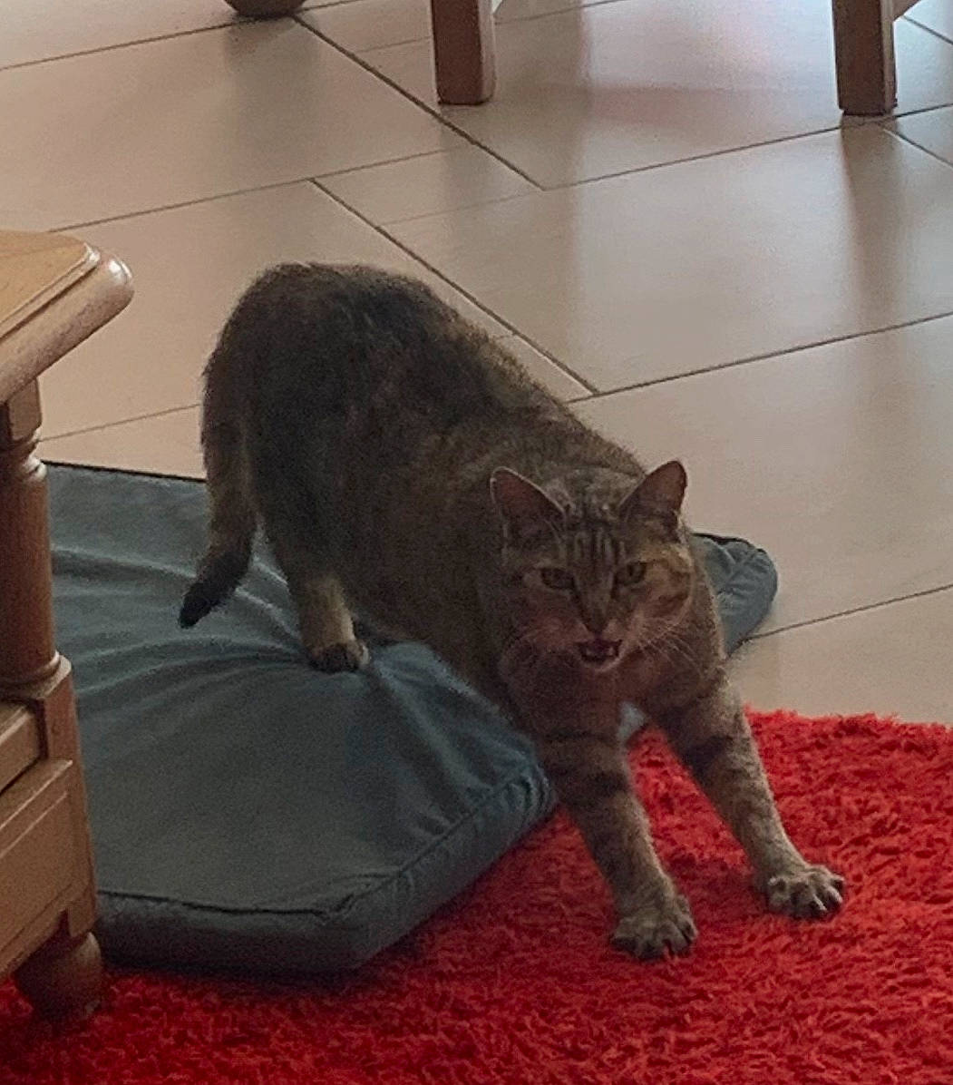 Calinette a rejoint le concours — aidez-le/la à gagner de superbes lots ! asian, carnivore, cat, chartreux, domestic_short_haired_cat, european_shorthair, felidae, floor, flooring, fur, kitten, korat, mammal, small_to_medium_sized_cats, tabby_cat, tail, vertebrate, whiskers