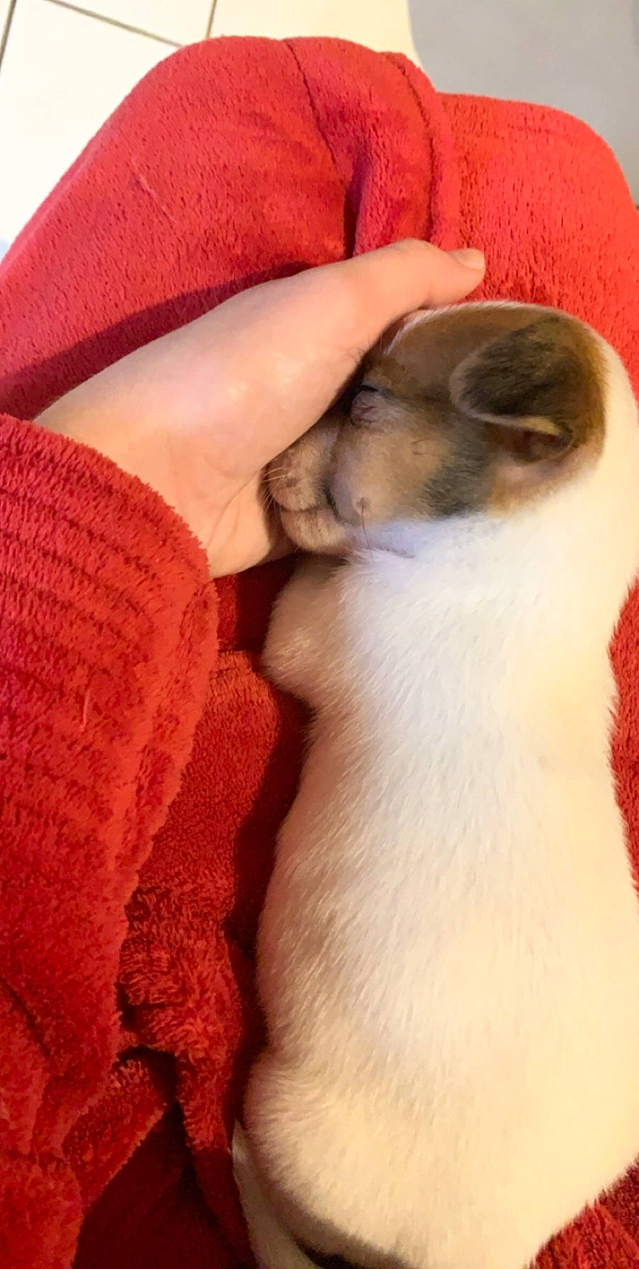 Lizig participe au concours pour gagner de l'argent avec cette photo : canidae, carnivore, cat, companion_dog, dog_breed, fawn, paw, puppy, puppy_love, russell_terrier, snout