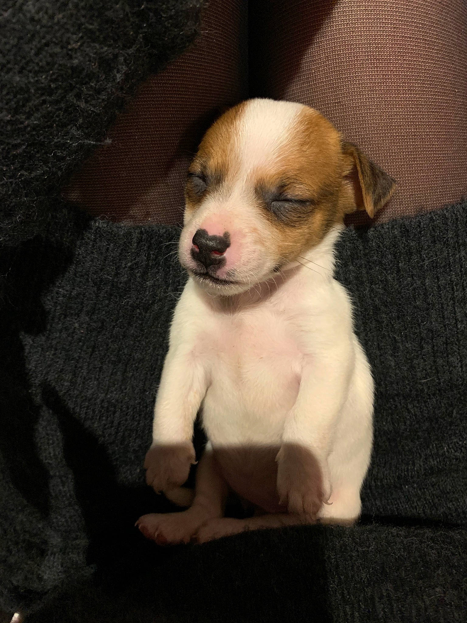 Lizig a rejoint le concours — aidez-le/la à gagner de superbes lots ! canidae, carnivore, chilean_fox_terrier, companion_dog, dog, dog_breed, fawn, feist, irishjacks, jack_russell_terrier, mammal, miniature_fox_terrier, parson_russell_terrier, puppy, puppy_love, rare_breed_dog, russell_terrier, teddy_roosevelt_terrier, treeing_feist, vertebrate