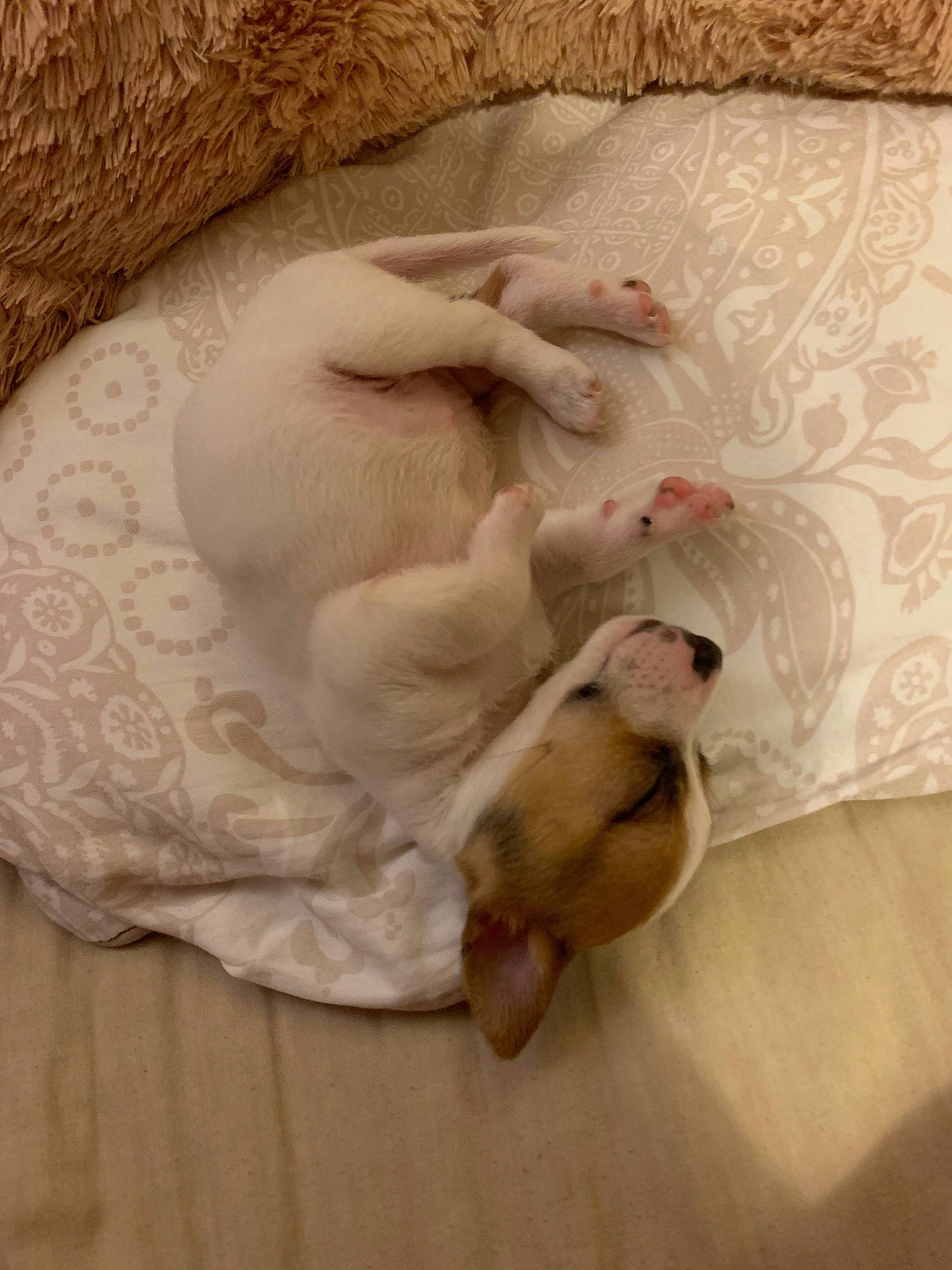 Lizig a rejoint le concours — aidez-le/la à gagner de superbes lots ! canidae, carnivore, cornish_rex, dog, dog_breed, fawn, non_sporting_group, puppy