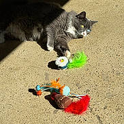 Bella is registered to the contest to win money with this photo: animal, cat, cat_toys, closeup, colorful, concrete_floor, feathers, feline, gray_cat, heterochromia, indoor, paw, pet, playful, relaxed, shadow, sunlight, texture, toy, white_cat