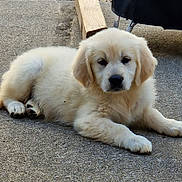 Aloha a rejoint le concours — aidez-le/la à gagner de superbes lots ! puppy, golden_retriever, dog, laying_down, outdoor, concrete, wood, furniture, pet, cute, fluffy, young, animal, canine, resting, fur, adorable, face, paw, relaxed