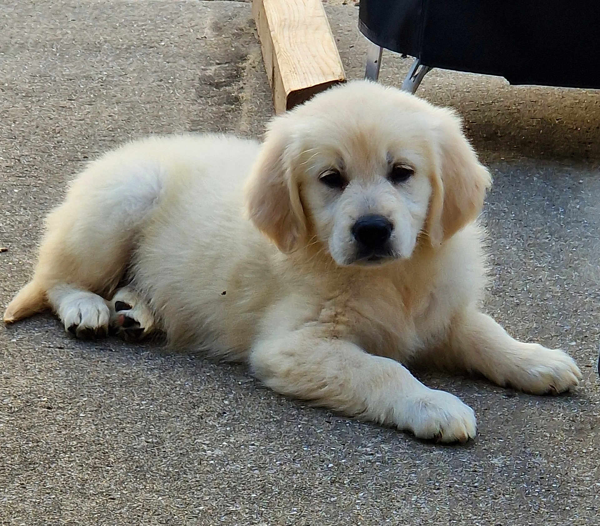 Aloha a rejoint le concours — aidez-le/la à gagner de superbes lots ! puppy, golden_retriever, dog, laying_down, outdoor, concrete, wood, furniture, pet, cute, fluffy, young, animal, canine, resting, fur, adorable, face, paw, relaxed