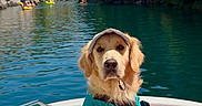 Peter a rejoint le concours — aidez-le/la à gagner de superbes lots ! animal, blue_sky, boat, cap, cliffs, dog, golden_retriever, kayak, lake, life_jacket, nature, outdoor, pet, recreation, sport, summer, sunny, trees, water, water_sport