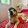 dog, golden_retriever, hat, visor, bed, red_bedspread, polka_dot, plush_toy, lobster_toy, window, sunlight, room, lamp, flowers, table, smiling, pet, indoor, cozy, happy