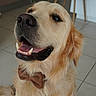 Peter a rejoint le concours — aidez-le/la à gagner de superbes lots ! animal, bow_tie, canine, chair, close_up, dog, domestic, floor, fur, furniture, golden_retriever, happy, indoor, kitchen, pet, portrait, smiling, teeth, tile, tongue