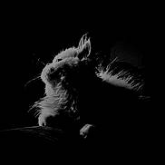 Alfy participe au concours pour gagner de l'argent avec cette photo : animal, artistic, black_and_white, cat, close_up, contrast, dark_background, feline, fluffy, fur, indoor, looking_up, mammal, moody, pet, portrait, quiet, silhouette, soft, whiskers