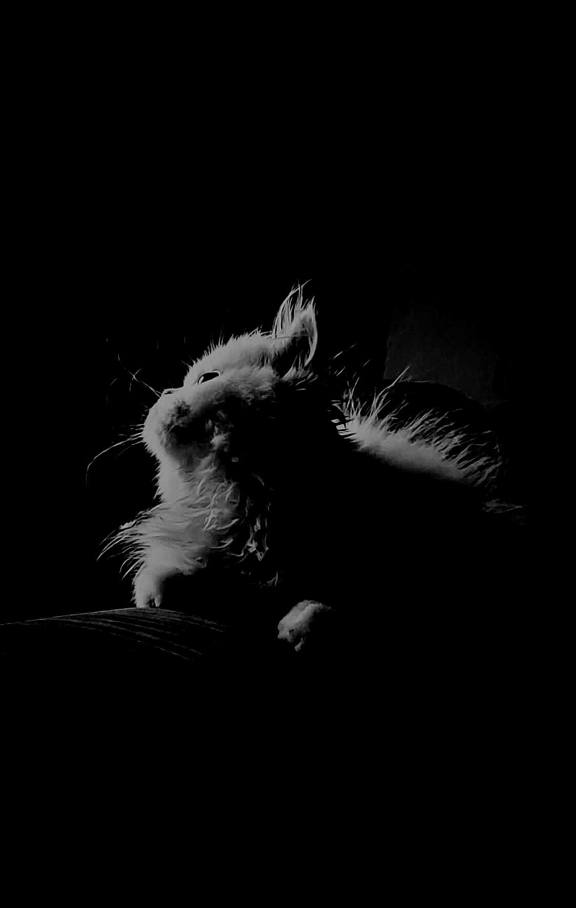 Alfy participe au concours pour gagner de l'argent avec cette photo : animal, artistic, black_and_white, cat, close_up, contrast, dark_background, feline, fluffy, fur, indoor, looking_up, mammal, moody, pet, portrait, quiet, silhouette, soft, whiskers
