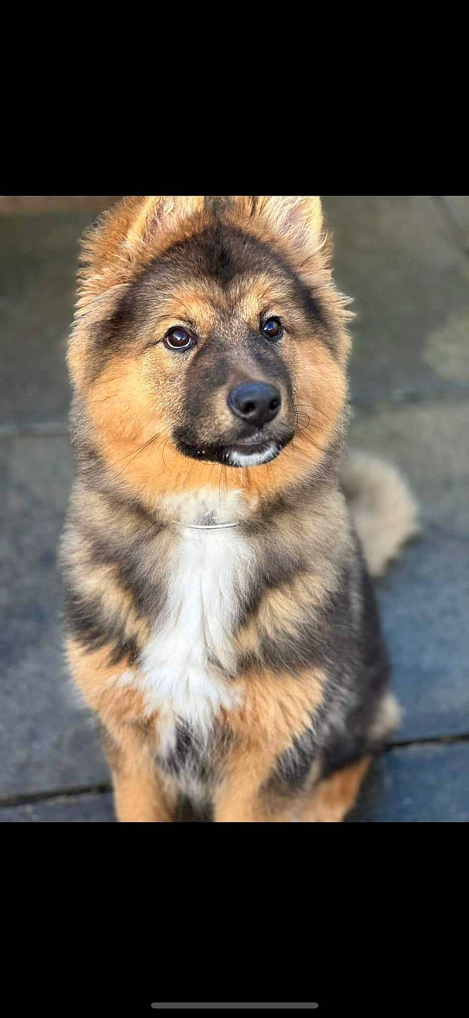 Axel is registered to the contest to win money with this photo: ancient_dog_breeds, canidae, carnivore, companion_dog, dog, dog_breed, door, fawn, fur, natural_material, snout, terrestrial_animal, whiskers, wildlife, working_dog
