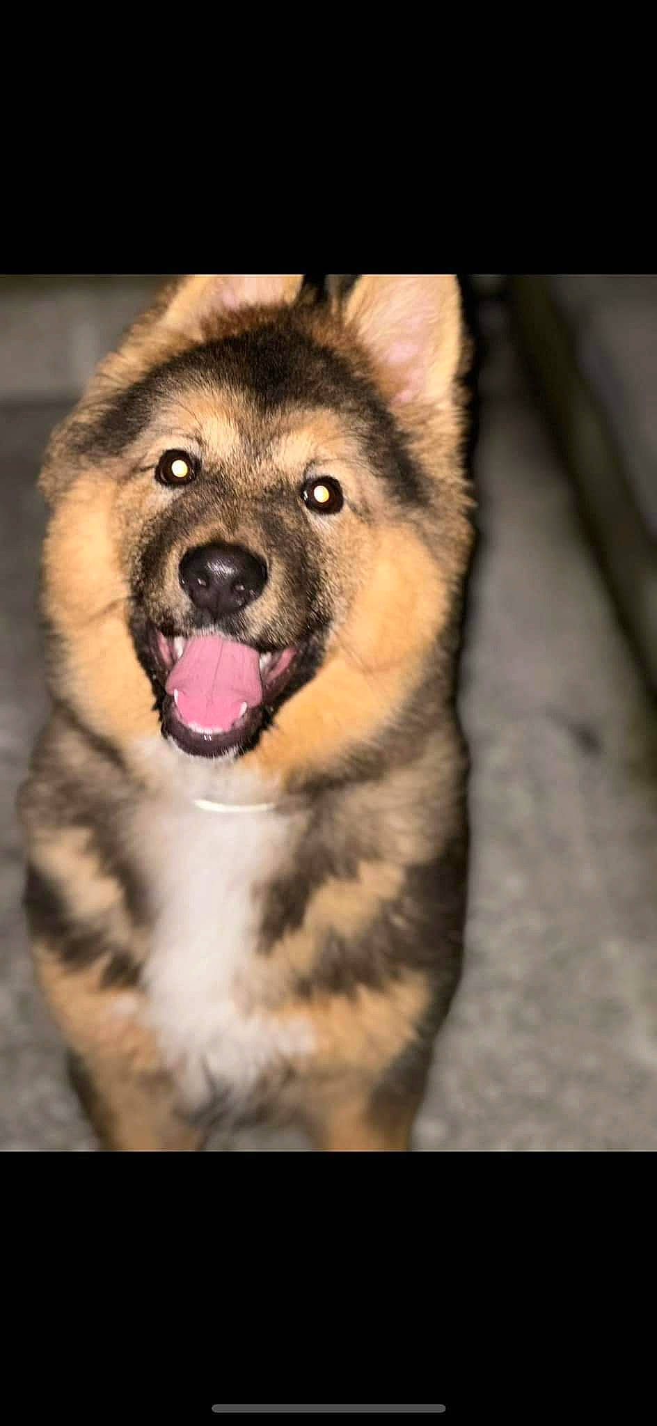 Axel joined the competition — help win amazing prizes! ancient_dog_breeds, australian_shepherd, canidae, canis, carnivore, companion_dog, dog, dog_breed, fang, fur, guard_dog, herding_dog, non_sporting_group, sled_dog, snout, sporting_group, terrestrial_animal, whiskers, working_animal, working_dog