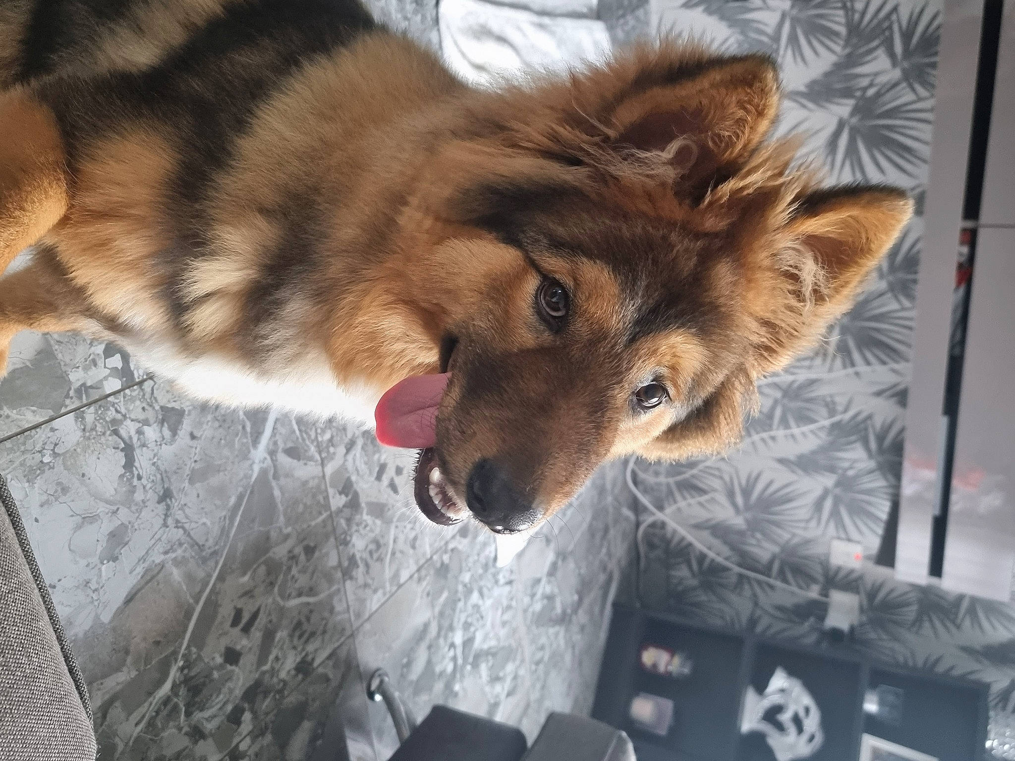 Axel is registered to the contest to win money with this photo: art, canis, carnivore, collie, companion_dog, dog, dog_breed, fawn, felidae, fur, herding_dog, red_fox, rough_collie, scotch_collie, small_to_medium_sized_cats, snout, tail, terrestrial_animal, whiskers, working_animal