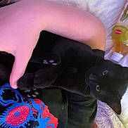 Midnight is registered to the contest to win money with this photo: black_cat, carnivore, cat, comfort, domestic_short_haired_cat, electric_blue, fashion_accessory, felidae, fur, human_leg, linens, magenta, nail, small_to_medium_sized_cats, tail, textile, thigh, tree, whiskers, wrist