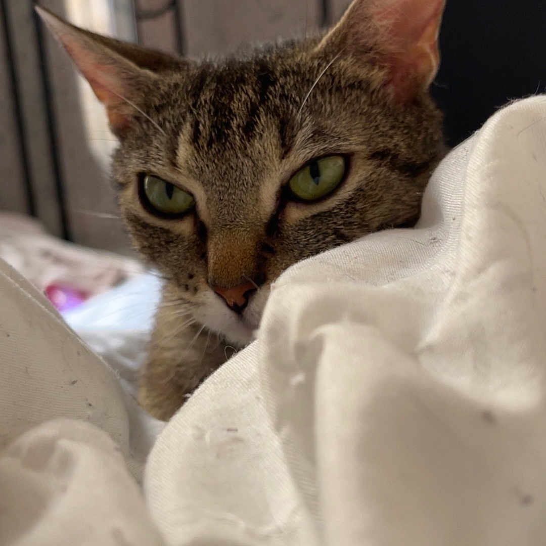 Kiara a rejoint le concours — aidez-le/la à gagner de superbes lots ! animal, bedroom, blanket, cat, close_up, cozy, curious, cute, domestic_cat, ears, face, fur, green_eyes, indoor, pet, resting, sleepy, soft_texture, tabby, whiskers