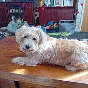 Ellie is registered to the contest to win money with this photo: dog, living_room, wooden_table, furniture, television, pet_bed, carpet, cabinet, decorations, dog_breed, indoor, cozy, light, fluffy, animal, relaxed, home, canine, tabletop, household