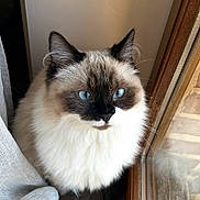 Uma a rejoint le concours — aidez-le/la à gagner de superbes lots ! cat, ragdoll, blue_eyes, fluffy, window, curtain, indoor, pet, animal, feline, sitting, calm, closeup, whiskers, soft, domestic, fur, cute, portrait, resting