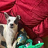 alligator_toy, animal, black_spots, blanket, cozy, curious, cute, dog, ears, fur, green_toy, indoor, pet, plush_toy, red_couch, relaxed, small_dog, snowman_pattern, toy, white_dog