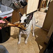 Cochise joined the competition — help win amazing prizes! animal, black_patch, bone, cabinet, curious, dog, door, floor, food, hand, indoor, kitchen, paw, person_hand, pet, sniffing, tail, tile_floor, trash_can, white_dog