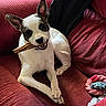 animal, black_markings, bone, canine, chewing, comfort, couch, dog, domestic, ears, fur, indoor, pet, playful, red_couch, relaxed, rope_toy, toy, white_dog, wood_wall