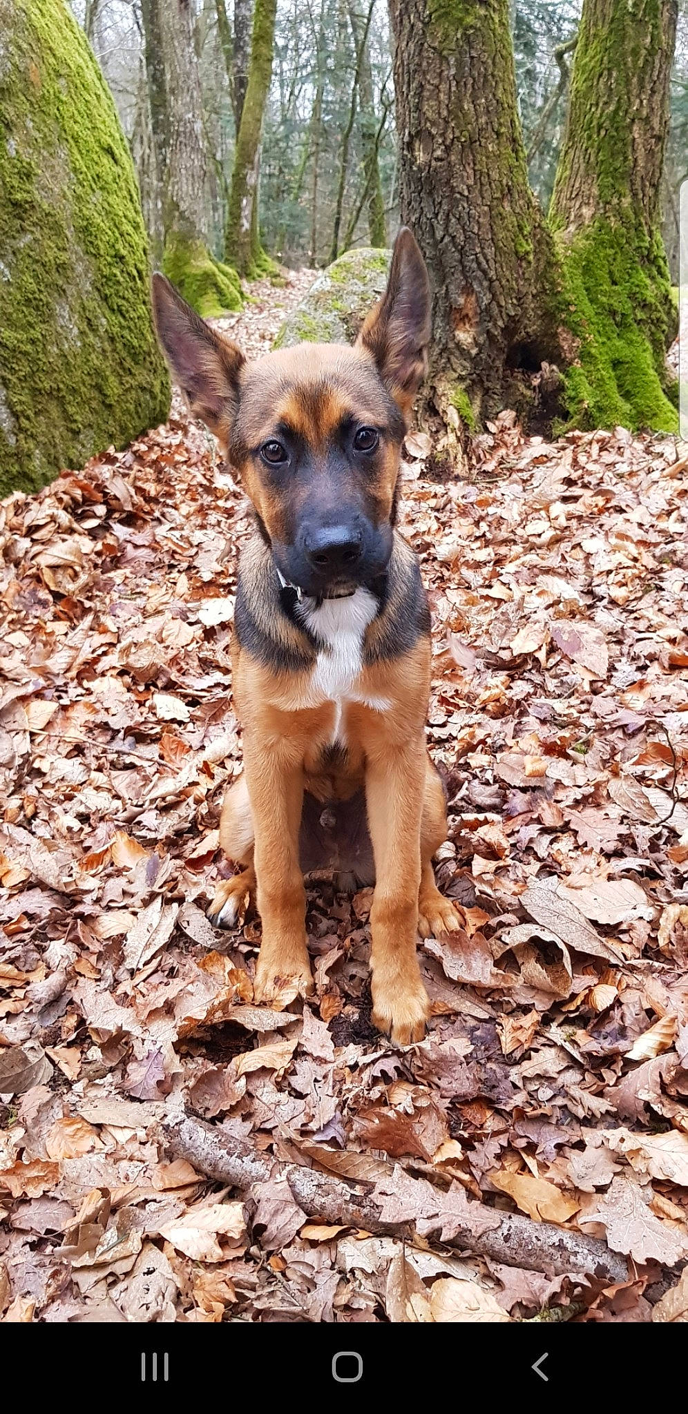 Oslo a rejoint le concours — aidez-le/la à gagner de superbes lots ! black_mouth_cur, canidae, carnivore, dog, dog_breed, fawn, german_shepherd_dog, mammal, mountain_cur, plant, rare_breed_dog, snout, sporting_group, vertebrate