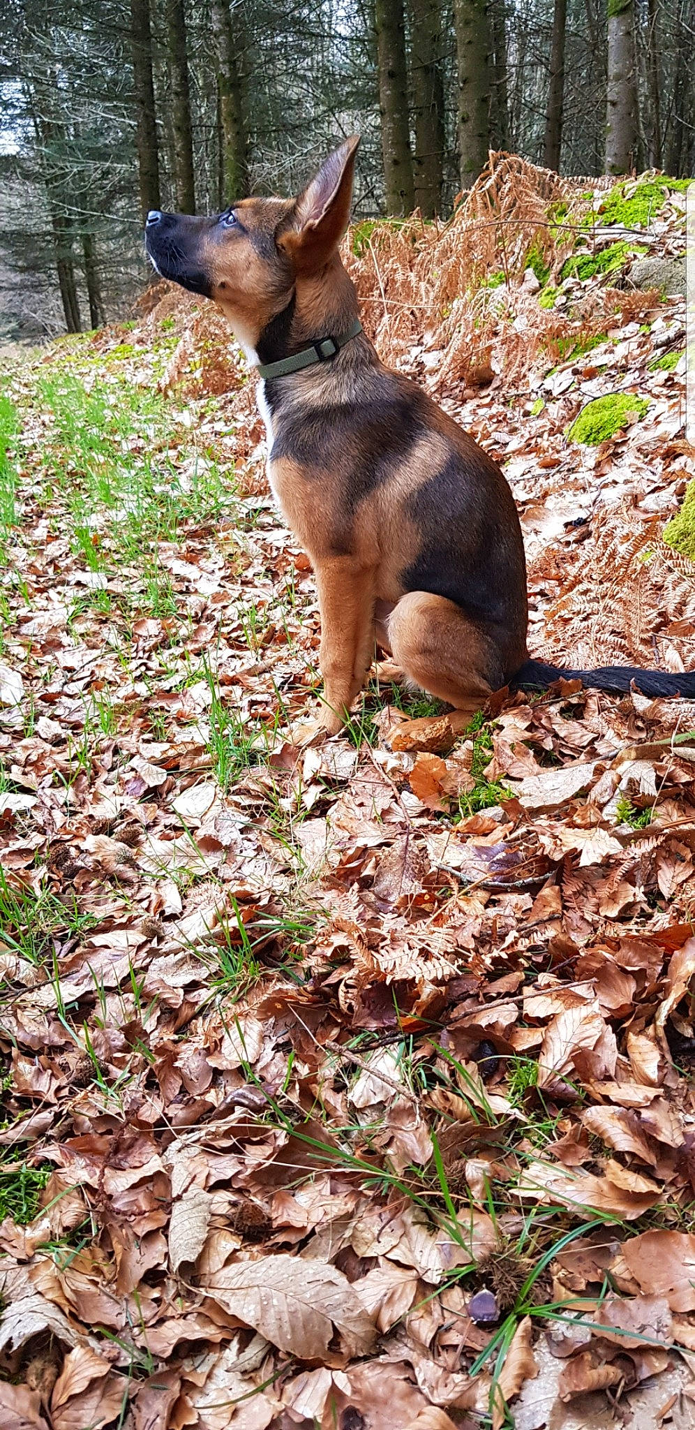 Oslo participe au concours pour gagner de l'argent avec cette photo : canidae, carnivore, dog, dog_breed, fawn, german_shepherd_dog, mammal