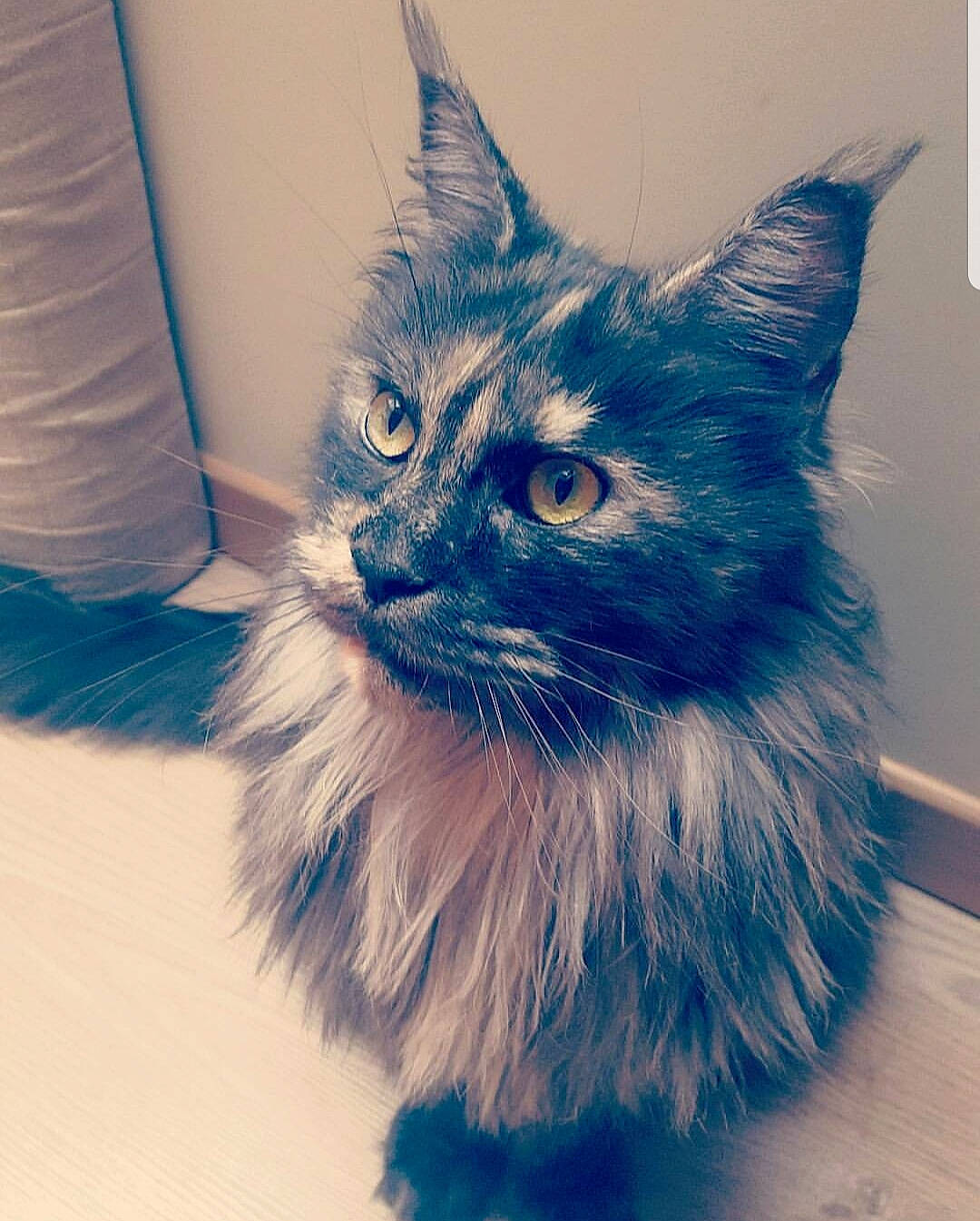 Costa participe au concours pour gagner de l'argent avec cette photo : asian_semi_longhair, blue, carnivore, cat, domestic_long_haired_cat, eye, felidae, fur, kitten, maine_coon, mammal, napoleon_cat, norwegian_forest_cat, ojos_azules, ragamuffin, ragdoll, siberian, small_to_medium_sized_cats, tail, whiskers