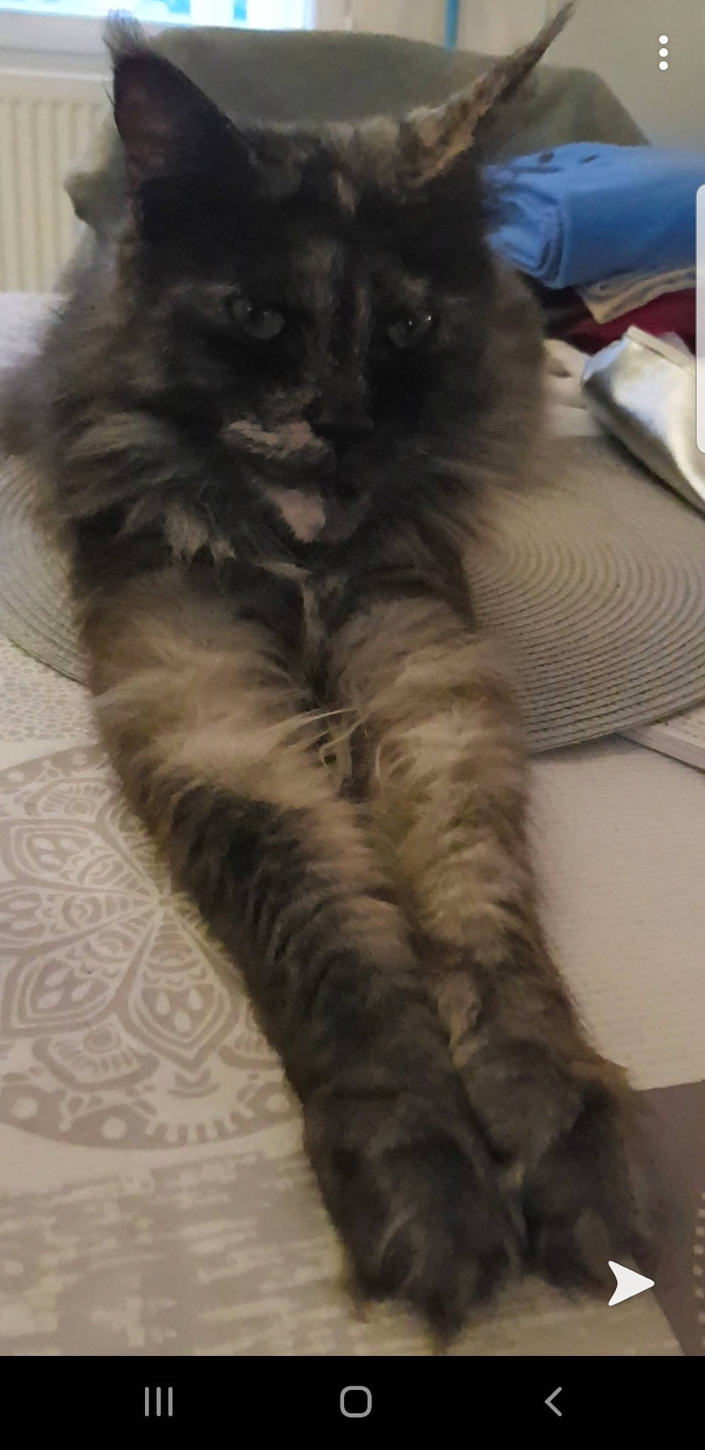 Costa participe au concours pour gagner de l'argent avec cette photo : british_longhair, british_semi_longhair, carnivore, cat, domestic_long_haired_cat, fawn, felidae, fur, kitten, maine_coon, mammal, nebelung, norwegian_forest_cat, persian, ragamuffin, small_to_medium_sized_cats, tail, whiskers