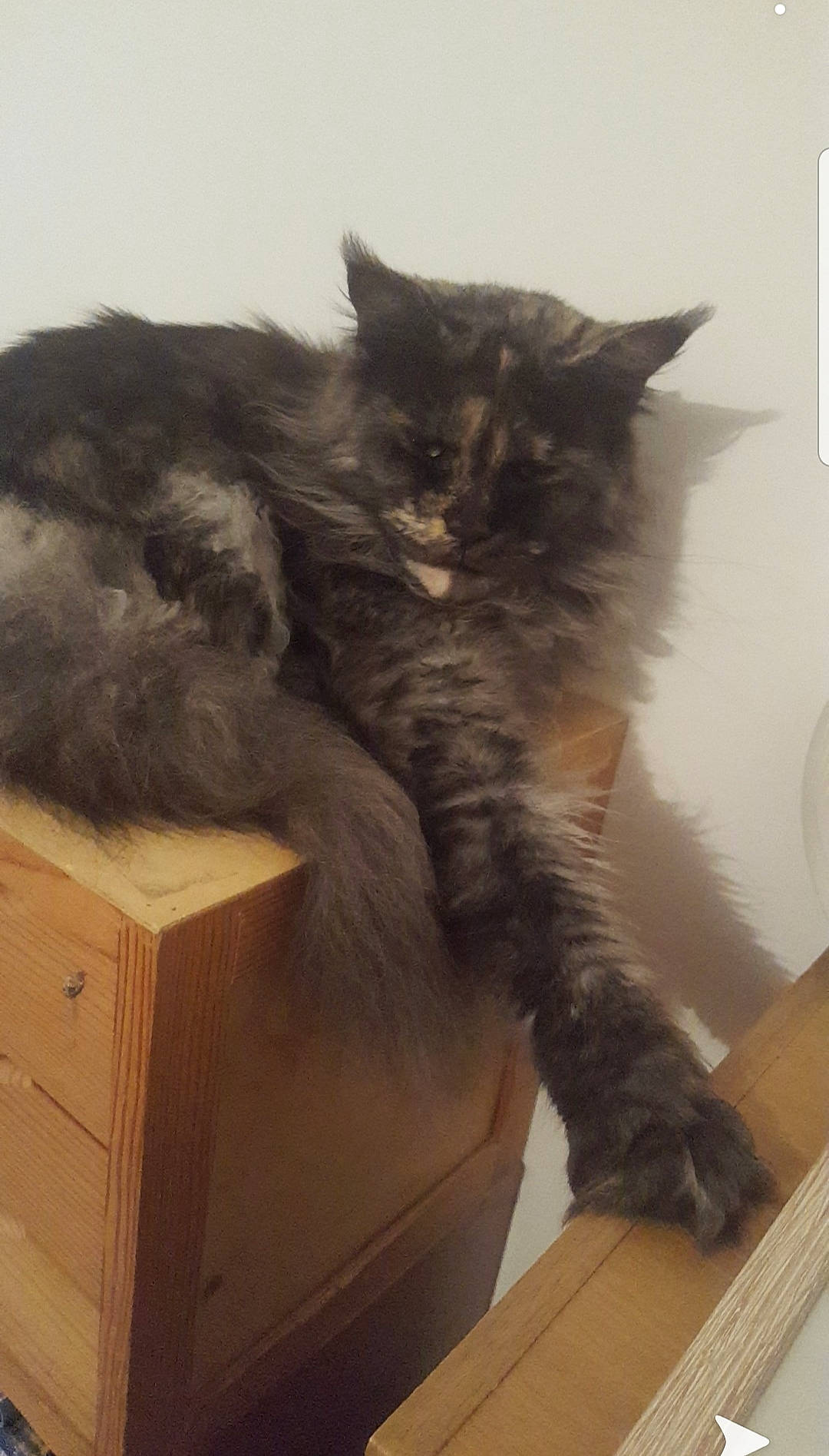 Costa a rejoint le concours — aidez-le/la à gagner de superbes lots ! black_cat, box, british_semi_longhair, carnivore, cat, domestic_long_haired_cat, domestic_short_haired_cat, european_shorthair, felidae, fur, kitten, maine_coon, nebelung, norwegian_forest_cat, polydactyl_cat, small_to_medium_sized_cats, tail, whiskers